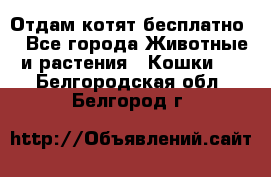 Отдам котят бесплатно  - Все города Животные и растения » Кошки   . Белгородская обл.,Белгород г.